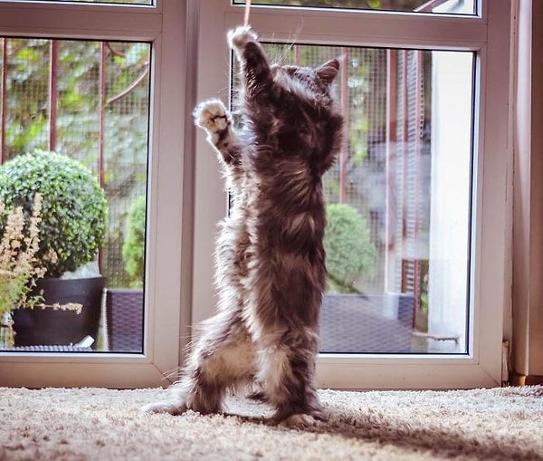 3. Ножкой раз, лапкой два!