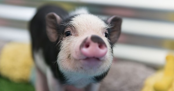 3. Каким из перечисленных слов обозначают мясо свиньи?