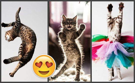 30 фото танцующих котиков, у которых можно поучиться крутым движениям, прежде чем идти в клуб