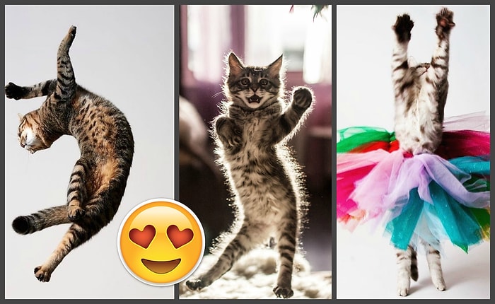 30 фото танцующих котиков, у которых можно поучиться крутым движениям, прежде чем идти в клуб