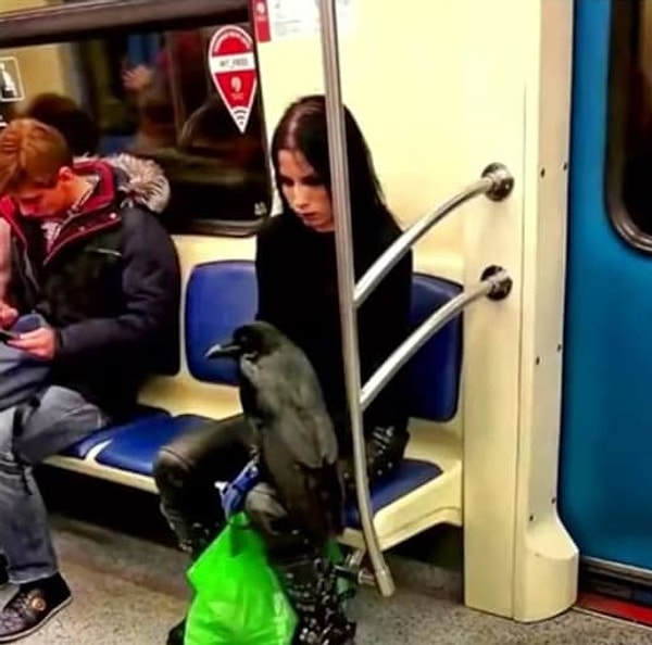 1. Начнем с Брана Старка, который в образе трехглазого ворона просто едет на ужин со своей девушкой.