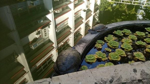 5. Не прыгай, Роза! Если ты прыгнешь, я прыгну за тобой!