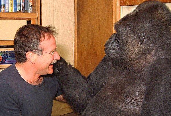 3. Hayvanların öldükten sonra rahat bir deliğe gittiğini söyleyen goril Koko