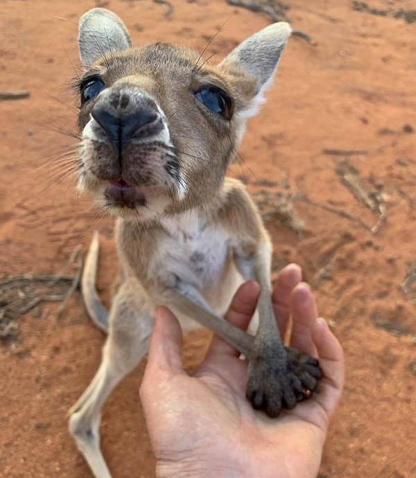 3. Возьми меня домой, человек!