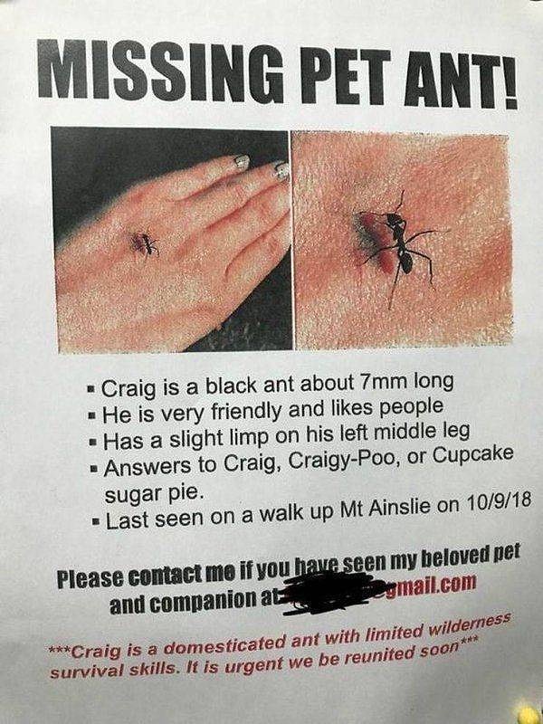 35. Пропал домашний муравей!