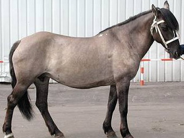 9. И неужели вы знаете масть гнедого коня с желтыми подпалинами?