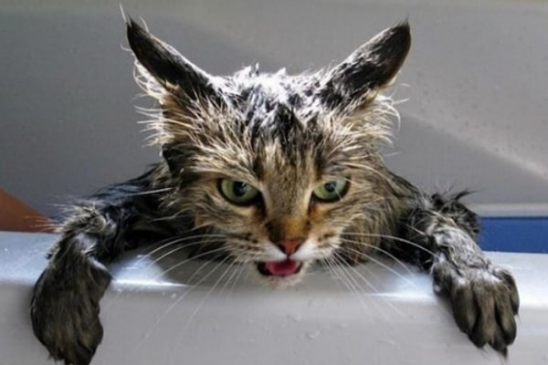 9. Мстите ли вы за нанесенные обиды?