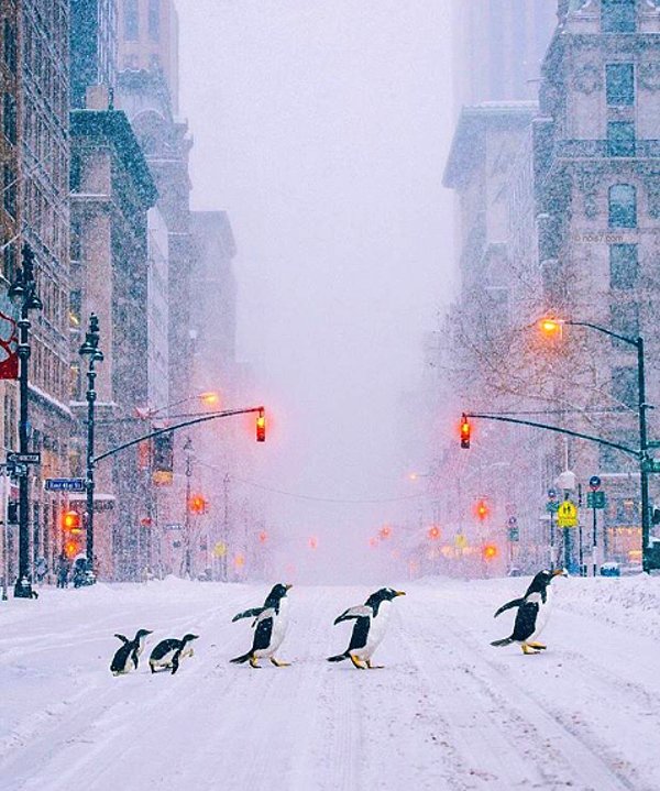 4. New York'ta karşıdan karşıya geçmeye çalışan penguenler