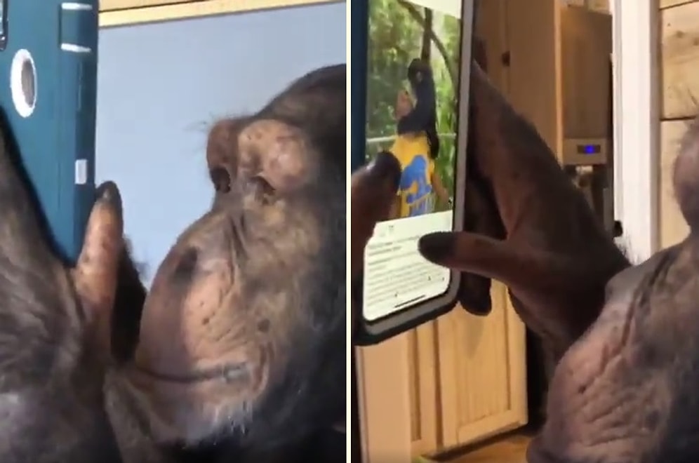 Akıllı Telefondan Instagram Uygulamasını Çoğumuzdan Zarif Kullanan Şempanze