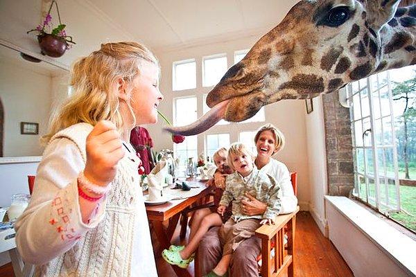 Aslında bir otelin bölümü olan restoranda zürafalar kafalarını camdan uzatıyor ve sizin onları beslemenizi bekliyorlar.