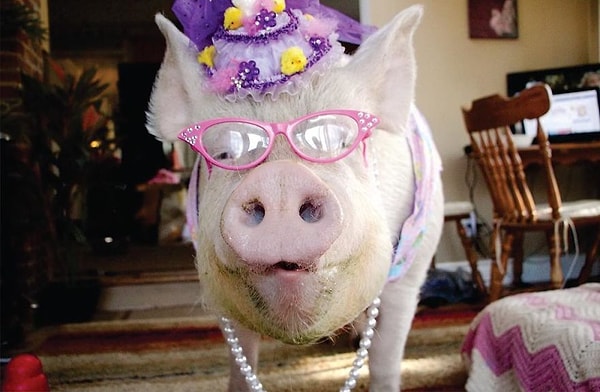 11. Дженкинс отмечает, что Эстер наполнила их сердца радостью, и они не могли даже подумать о том, чтобы избавиться от нее.