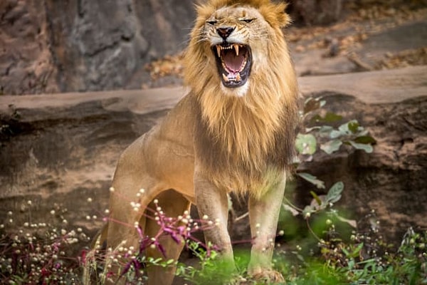 5. Выбираем льва: