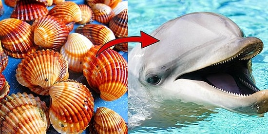 Тест: Выберите ракушки и узнайте, кто вы на самом деле - добрый дельфин или кровожадная акула!