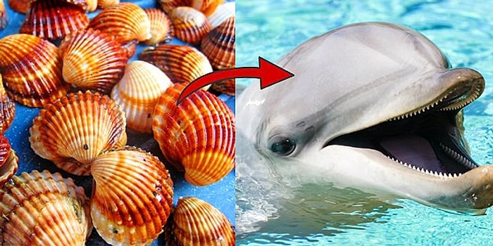 Тест: Выберите ракушки и узнайте, кто вы на самом деле - добрый дельфин или кровожадная акула!