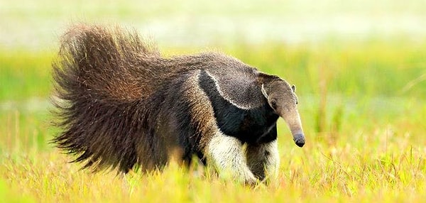 13. Что за животное на картинке?