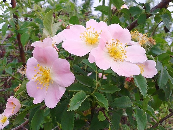 10. У этого растения помимо цветов есть еще и колючки. Что это?