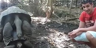 Tanzanya Seyahati Sırasında Yaklaşık 120 Yaşındaki Kamplumbağanın Çiftleşme Anına Denk Gelen Türk'ün Kaydettiği Efsane Görüntüler