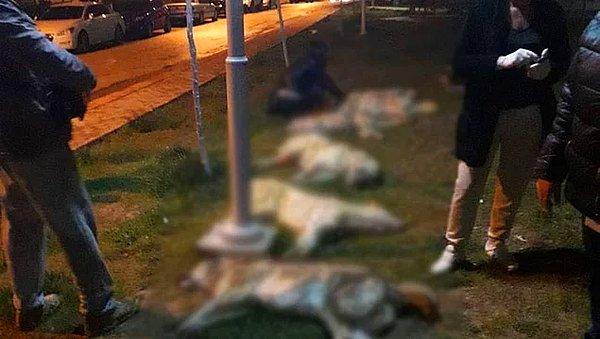Ankara'nın Batıkent semtinde tam on altı köpek tavuk eti ile zehirlenerek öldürüldü, planlı...