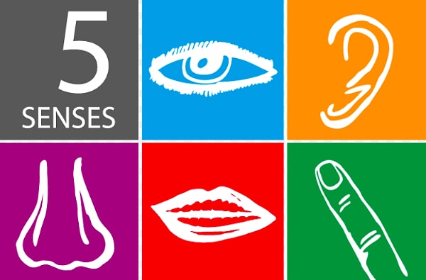 3. У человека больше 5 чувств