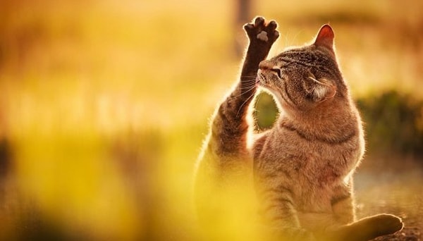 10. Согревающая нас сейчас энергия солнечных лучей зародилась в ядре Солнца более 30 миллионов лет назад