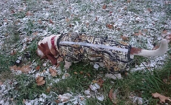 29. Крутая маскировка