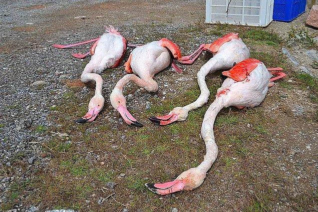 Aksaray'da dört flamingo tüfekle vurularak öldürüldü, evet flamingo...