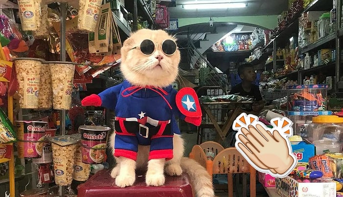 Пополнение среди супергероев: Кот из Вьетнама в костюме персонажей Марвел готов сражаться в команде Мстителей