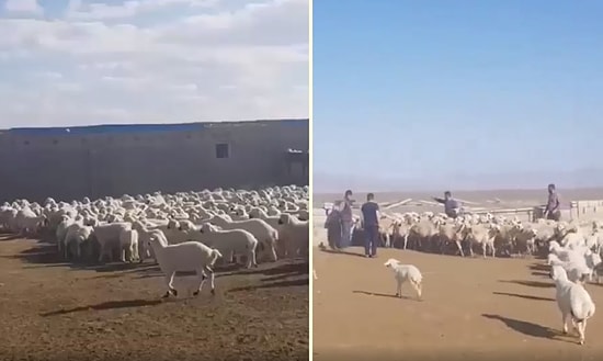 700 Kuzunun Anneleriyle Buluştukları Muhteşem Anlar