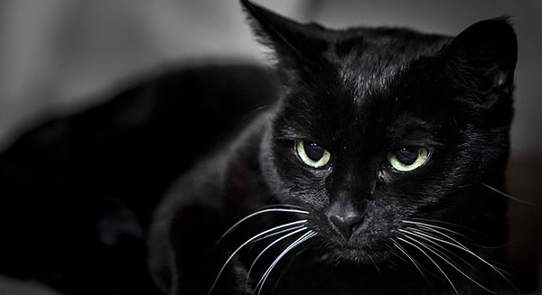 5. Встречалась ли вам в последнее время на пути черная кошка?