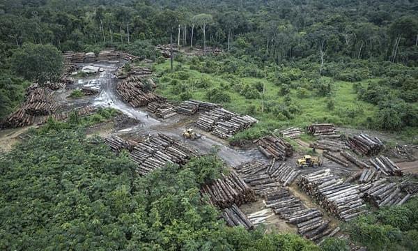 1980 ile 2000 yılları arasında Güney Amerika'da ve Güney Doğu Asya'da 100 milyon hektar orman yok oldu.