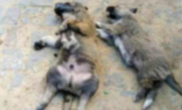 Balıkesir'in Erdek ilçesinde zehirli et yiyen bir sokak köpeği ile ili aylık üç yavrusu ve üç kedi hayatını kaybetti.