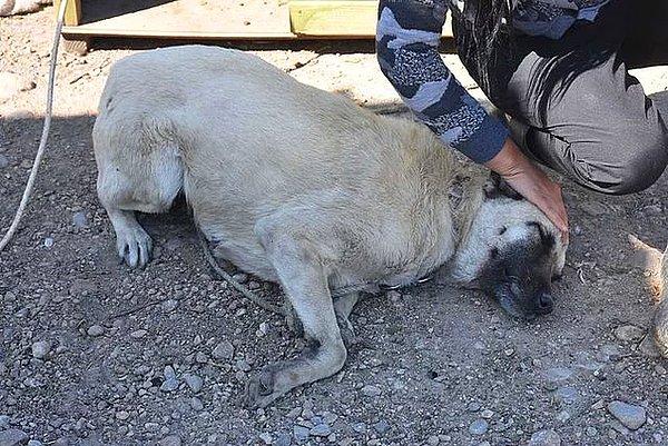 İzmir'de bir avukatın sopalı ve yumruklu saldırısına uğrayan köpek görme yetisini yüzde 80 oranında kaybetti.