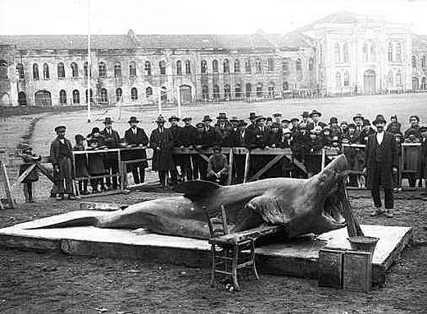 5. Marmara Denizi'nde yakalanan köpek balığı, İstanbul, 1930.