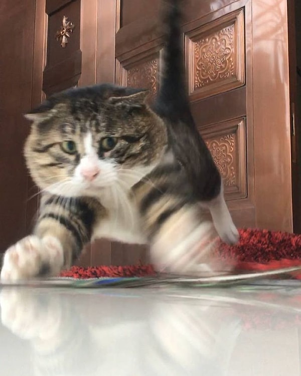 12. «Сейчас я этого жучка прищучу!»