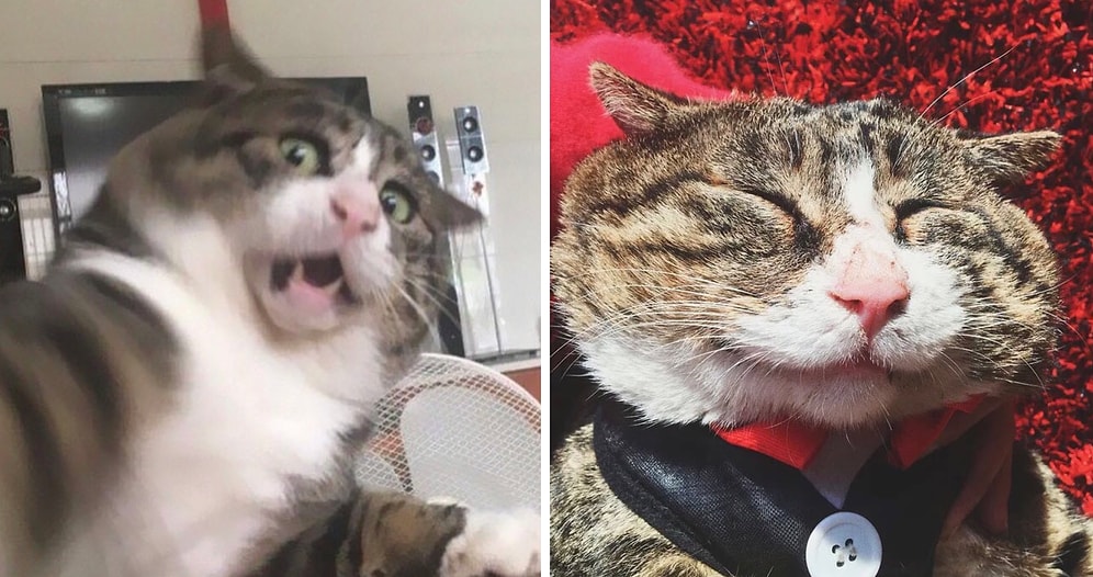 Король драмы: Кота из Китая обсуждает вся Сеть, потому что выражения его «лица» - это что-то :) (17 фото)