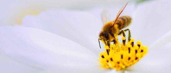 15. Arıların dizleri vardır ve topladıkları polenlerin çoğunu tüylü dizlerinde saklarlar.