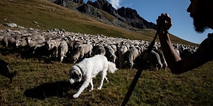 Her Şey Eğitim İçin! Sınıf Kapanmasın Diye Koyunları Öğrenci Olarak Kaydettiler