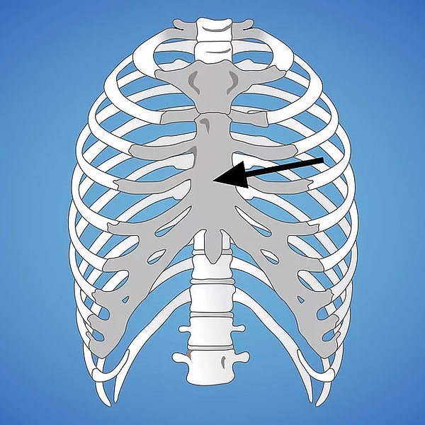5. Как называется эта кость?