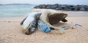 ''Denizden Babam Bile Çıksa Yerim'' Diyenler! Hiç Farkında Olmadan Plastik de Yediğinizi Biliyor muydunuz?