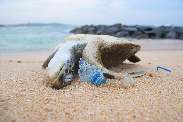 Bilmeden plastik yiyen tek varlık elbette ki sadece insanlar değil. Peki ya deniz canlıları?