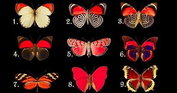 Выберите бабочку, которая приглянулась вам больше всего: