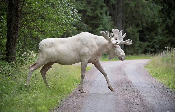 4. Как называют самку лося?