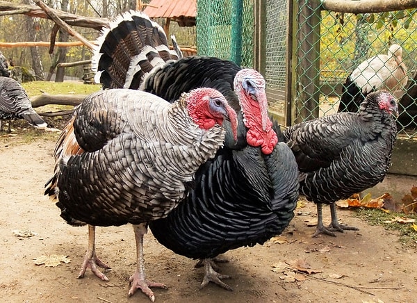 10. Самка индюка?