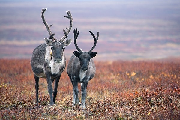 13. Как называют самку карибу?