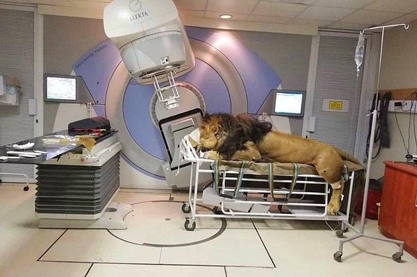 Güney Afrika'da bulunan Muelmed Mediklinik'te tedavisine başlanan Kaos adlı aslan, cilt kanseri için kemoterapi görecek.