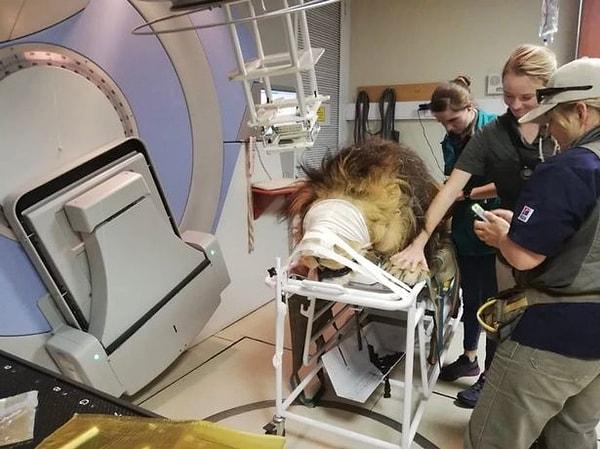 Tedavi süreci devam eden 16 yaşındaki Kaos adlı aslanın bakıcısı Kara Heynis bir an olsun yanından ayrılmıyor.