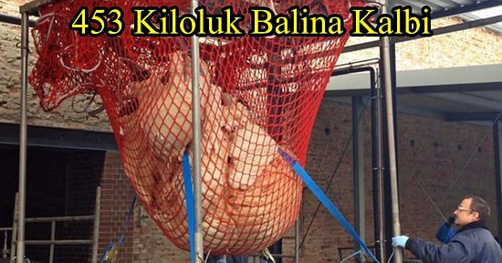 Acayip Bilgiler Kuşağında Bu Hafta: Dünyaya Bakış Açınızı Bir Nebze Değiştirecek 20 Gerçek