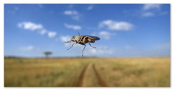 5. Чем можно заболеть после укуса мухи цеце?