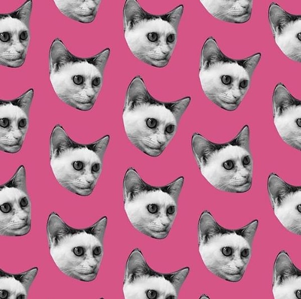 Марла смешная, милая и игривая с другими кошками. Со слов Джен, она очень любит поесть и наслаждается, когда муж женщины поет для неё.