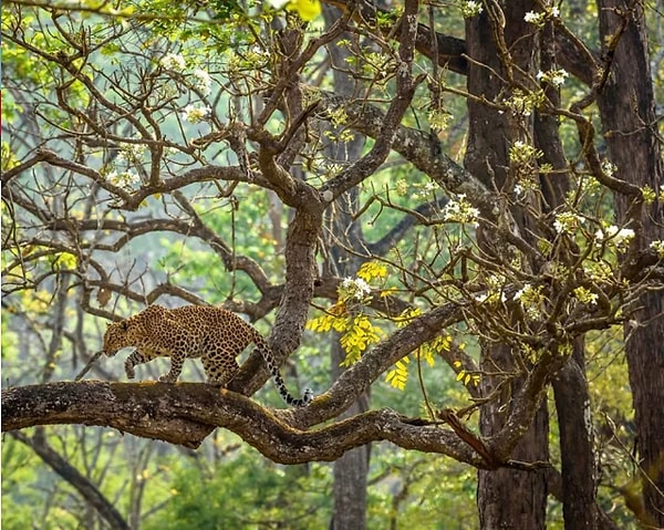 11. "Мечта". Автор: Навин Срикантачари, категория: Природа.